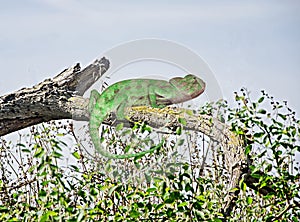 Close up of chameleon