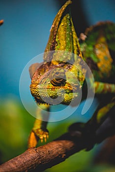 Close Up of a Chameleon