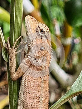 Close up chameleon lizard animal tail. brown skin and black eyes in botany garden park