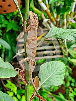 Close up chameleon lizard animal tail. brown skin and black eyes in botany garden park