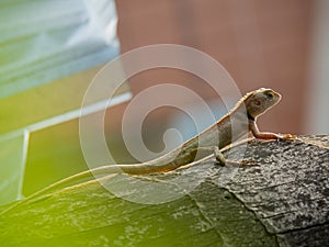 Close up Chameleon perched on coconut tree green nature background.