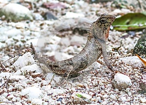 Chameleon on the ground