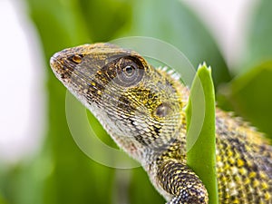 Close up of chameleon on tree branch