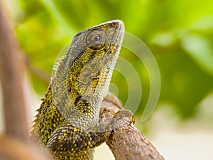 Close up of chameleon on tree branch