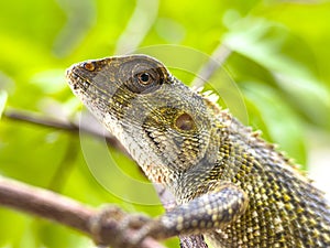 Close up of chameleon on tree branch