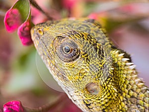 Close up of chameleon on tree branch