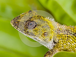 Close up of chameleon on tree branch
