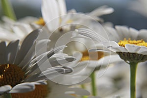 Close up of chamomile flower .