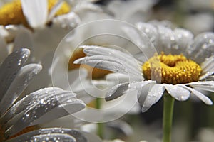 Close up of chamomile flower .