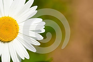 Close Up Of  Chamomile Flower On Background In Sunny Garden Close Up