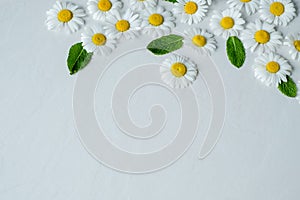 Close up of a chamomile flower on a white background