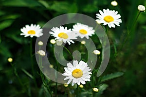 Close-up chamomile flowers against a background of green blurred grass