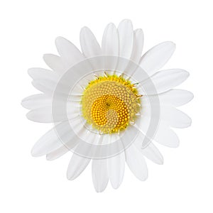 Close-up of Chamomile isolated on white background. Ox-Eye Daisy photo