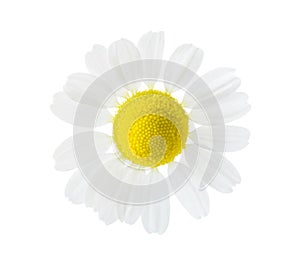 Close-up of Chamomile Matricaria chamomilla isolated on white background photo