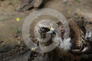 Close up of a Changeable Hawk Eagle curiously looking at something