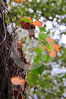 Close-up of the changing leaves in green and orange color.