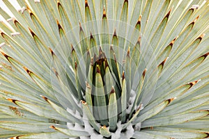 Close up of Chaparral Yucca (Hesperoyucca whipplei) growing on the slopes of Mt San Antonio, snow at its base; Los Angeles county