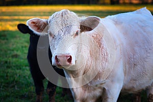 A close up of a charlois cow.