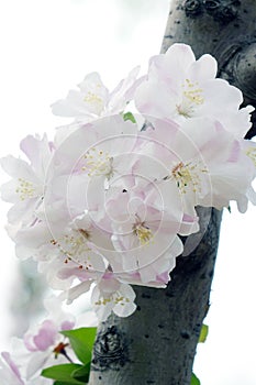 Close-up of charming white begonia flower.