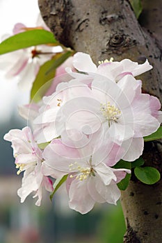 Close-up of charming white begonia flower. .