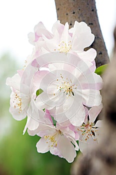 Close-up of charming white begonia flower. .