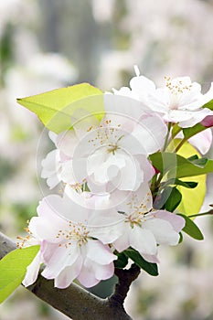 Close-up of charming white begonia flower.