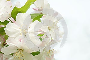 Close-up of charming white begonia flower.