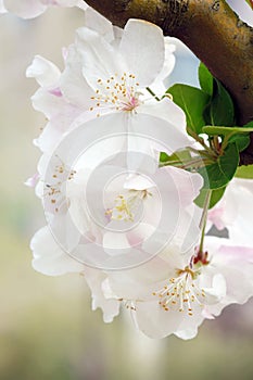 Close-up of charming white begonia flower.