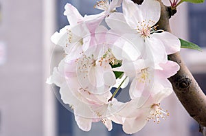 Close-up of charming white begonia flower.