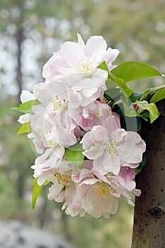 Close-up of charming white begonia flower.