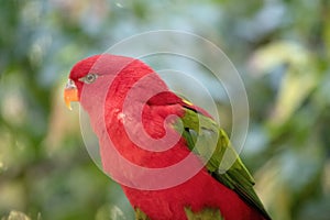 this is a close up of a chattering lory