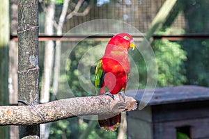 A close-up Chattering lory parrot sits in an aviary in Kuala Lumpur Bird Park