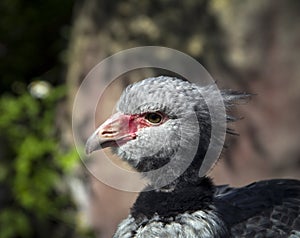 Close up of a Chauna Torquata