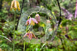 Close up of Checker lily Fritillaria affinis wildlflower blooming in a forest in San Francisco bay area, California