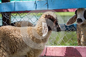 Close up cheeps in farm