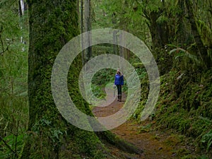 CLOSE UP: Cheerful young woman treks along a scenic trail in Hoh Rainforest.