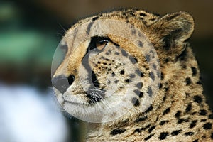 Close-up of a cheetah