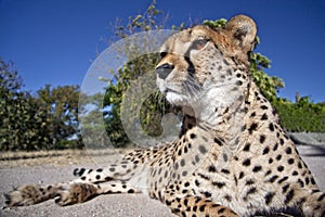 A close up of a cheetah
