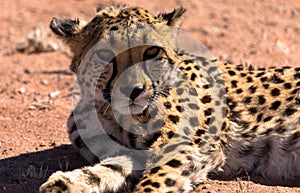 Close up of a cheetah