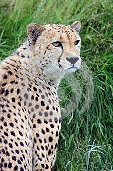 Close up of a cheetah