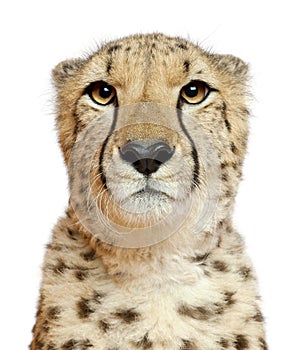 Close-up of Cheetah, Acinonyx jubatus, 18 months old