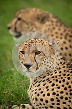 Close-up of cheetah brothers lying in grass