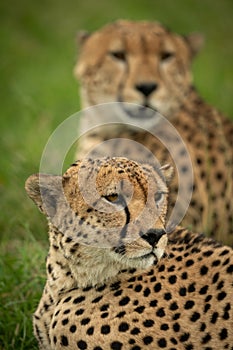 Close-up of cheetah brothers lying on grass