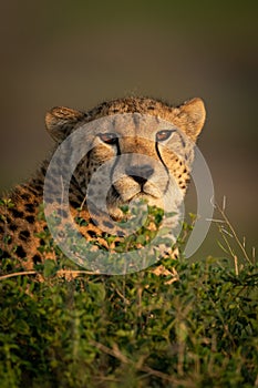Close-up of cheetah with catchlights behind bushes photo