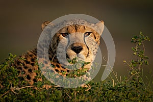 Close-up of cheetah with catchlights in bushes photo