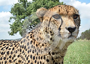 Close up of a cheetah