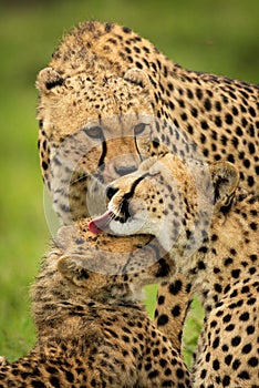 Close-up of cheetah coalition grooming each other