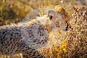 A close up of a cheetah cub ( Acinonyx Jubatus) walking in the golden light of dusk, Onguma Game Reserve, Namibia.