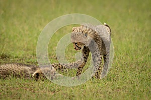 Close-up of cheetah cub lying slapping another