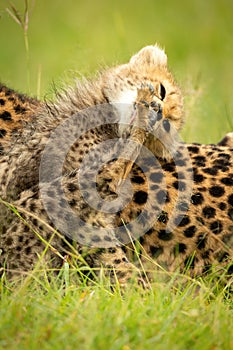 Close-up of cheetah cub sitting licking foot